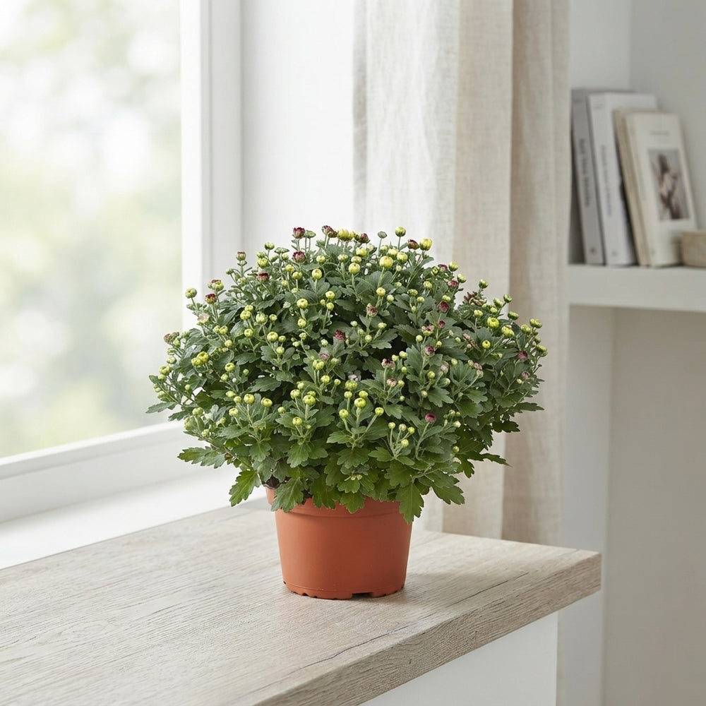 Mixed Chrysanthemum Flowering Plant – 23cm Ceramic Pot
