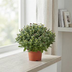 Mixed Chrysanthemum Flowering Plant – 23cm Ceramic Pot