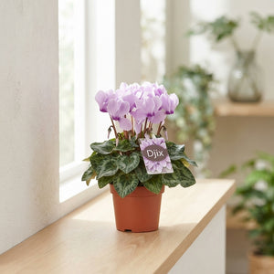 Lilac Cyclamen persicum – 10.5cm Pot