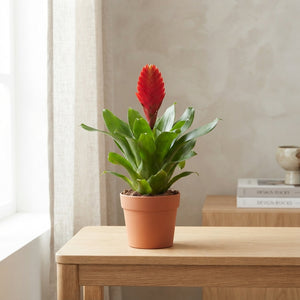 Red Vriesea Kallisto – 10.5cm Pot