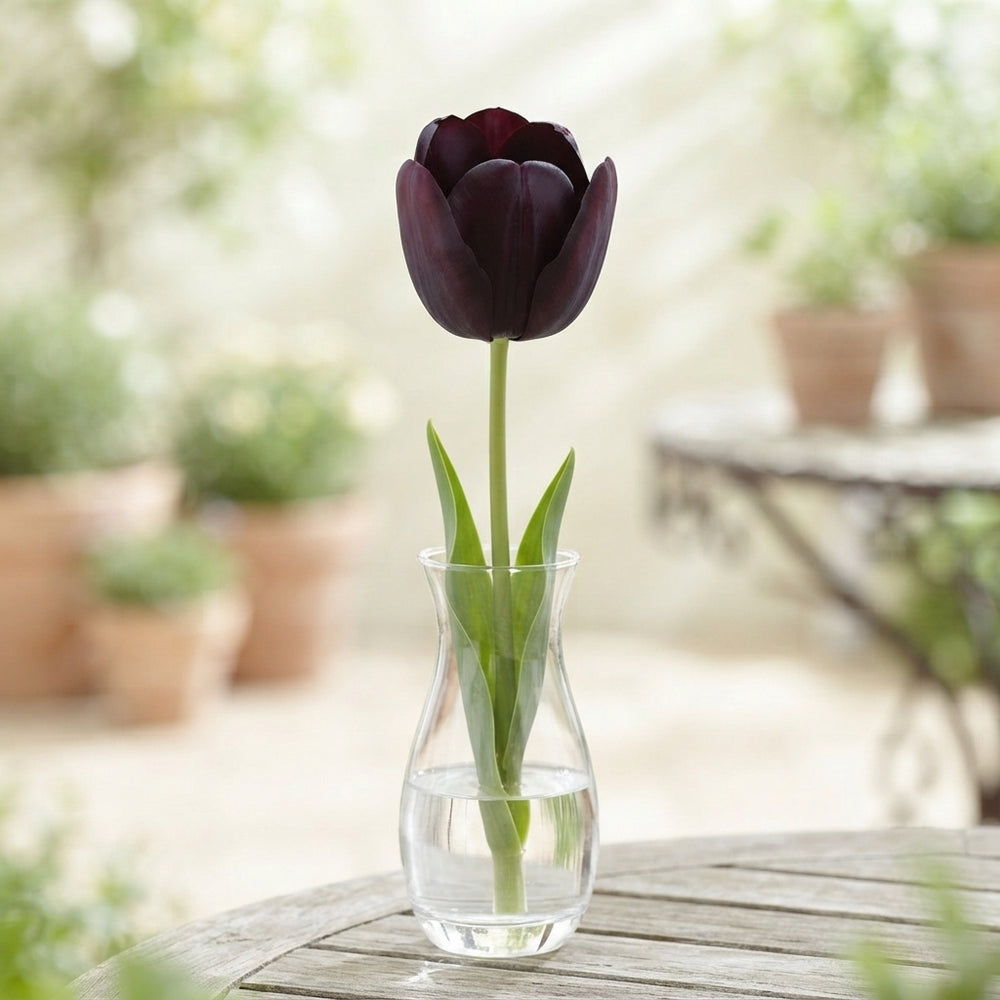 Mixed Triumph Tulip Bulbs (Tulipa) – 12/+ Bulbs