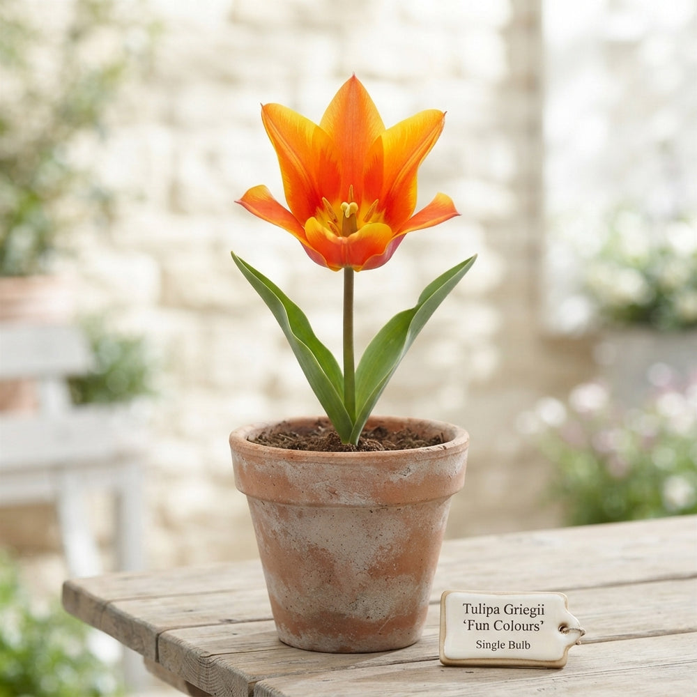Tulipa greigii ‘Fun Colours’ Mixed Tulip Bulbs – 12cm+