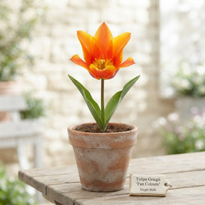 Tulipa greigii ‘Fun Colours’ Mixed Tulip Bulbs – 12cm+