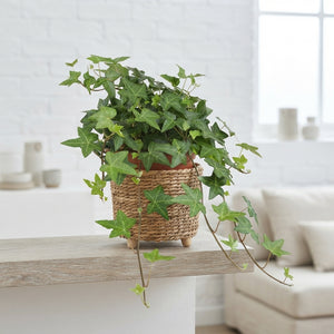 Green English Ivy (Hedera helix) – Trailing Houseplant