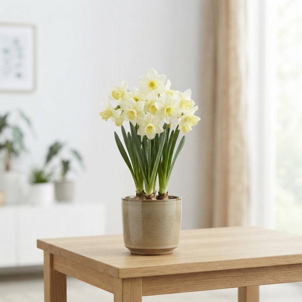 Narcissus ‘Pueblo’ Daffodil Bulbs – 7 Bulbs