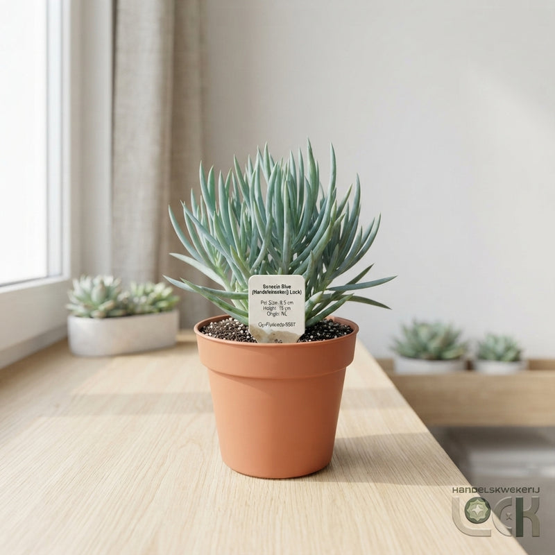 Blue Chalk Sticks (Senecio) – 8.5cm Pot