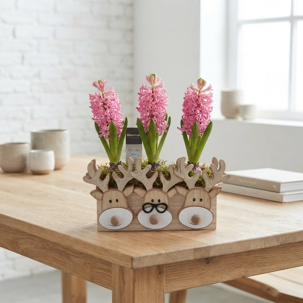 Triple Rudolph Christmas Plant Arrangement – 21cm Wooden Pot