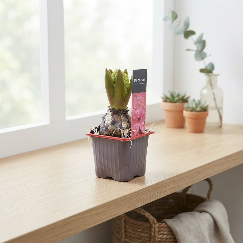 Pink Hyacinth (Hyacinthus orientalis) – 7cm Pot