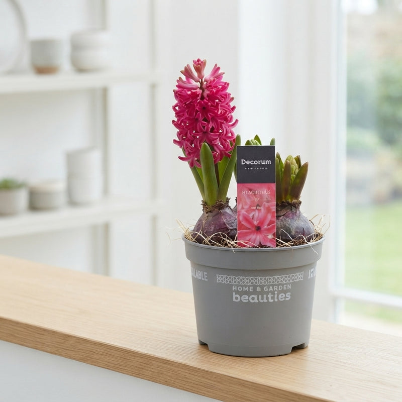 Hyacinth (Hyacinthus orientalis) – 12cm Pot
