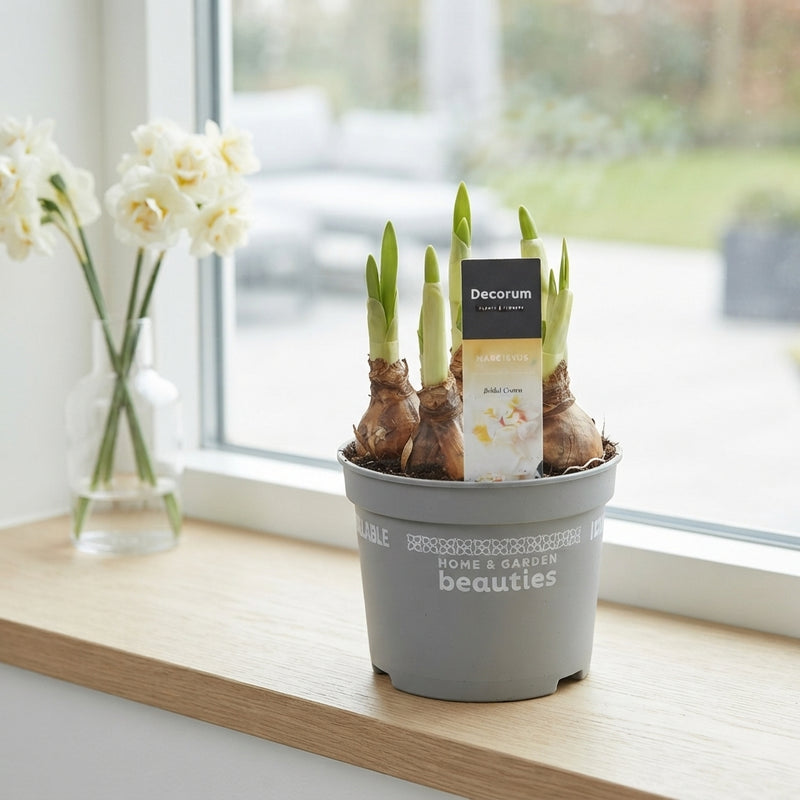 Narcissus ‘Bridal Crown’ Daffodil – 12cm Pot