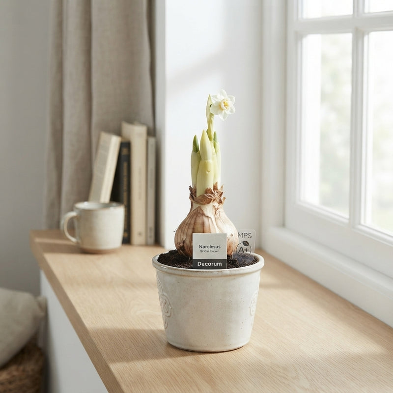 Bridal Crown Narcissus – 16cm Pot