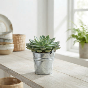Mixed Colour Arrangement in Zinc Bucket