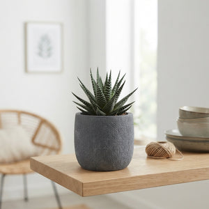 Anthurium Arrangement in Anthracite Ceramic Pot – 11cm