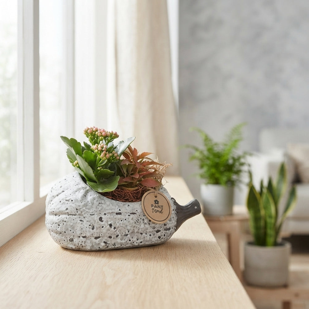 Grey Lying Pumpkin Arrangement – 23cm Ceramic Pot
