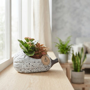 Grey Lying Pumpkin Arrangement – 23cm Ceramic Pot