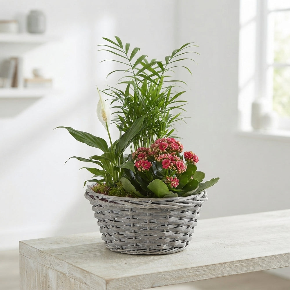 Mixed Colour Round Arrangement – Grey Pot
