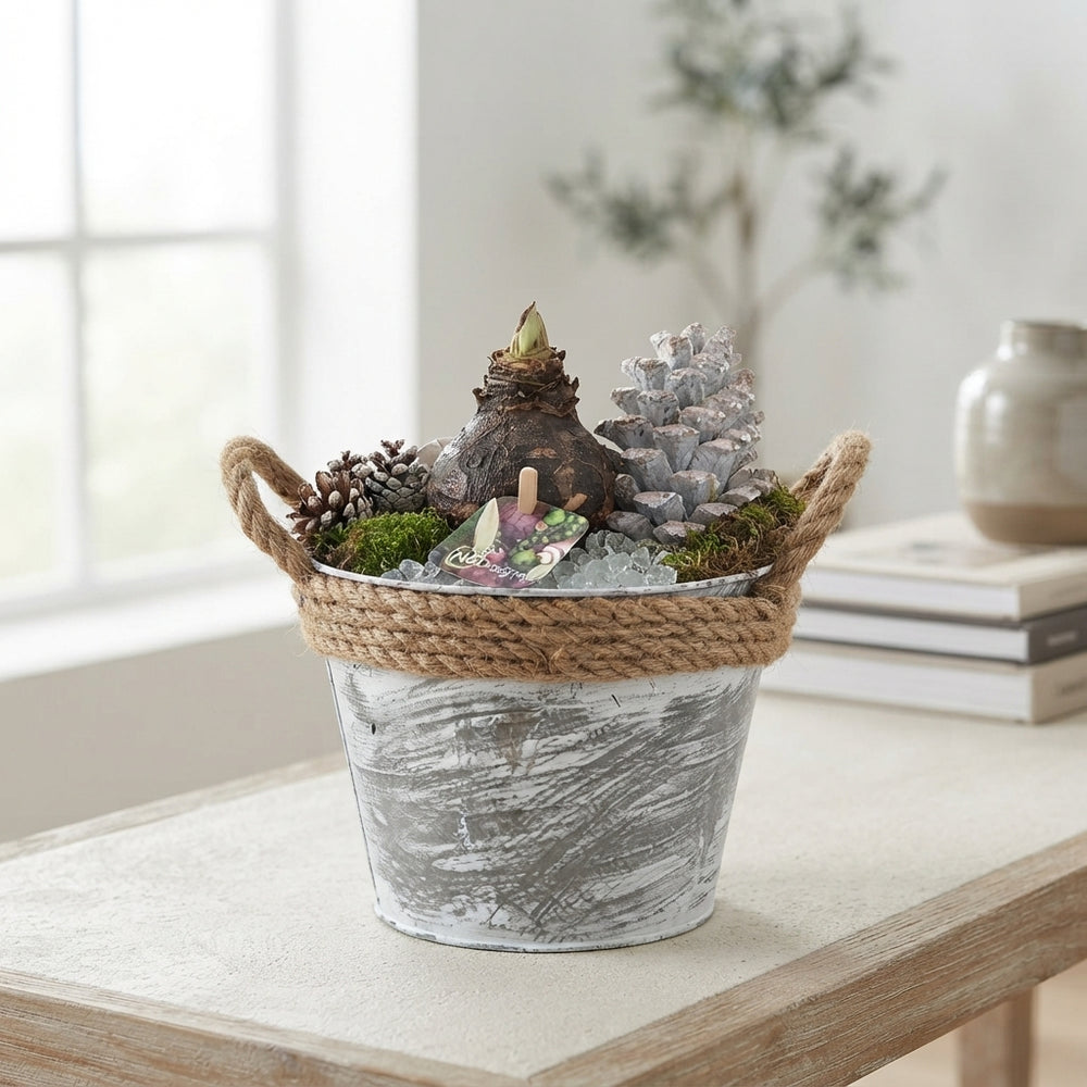 White Amaryllis Arrangement in Zinc Planter – 21cm