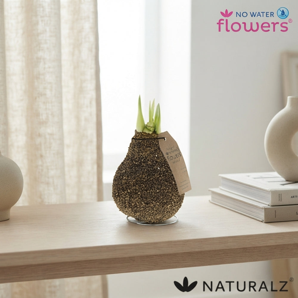 Natural Cork-Covered Amaryllis (Hippeastrum)