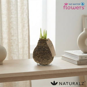 Natural Cork-Covered Amaryllis (Hippeastrum)