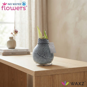 Marble Waxed Amaryllis (Hippeastrum)