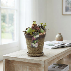 Amaryllis Arrangement in Ceramic Pot with Saucer – 15cm