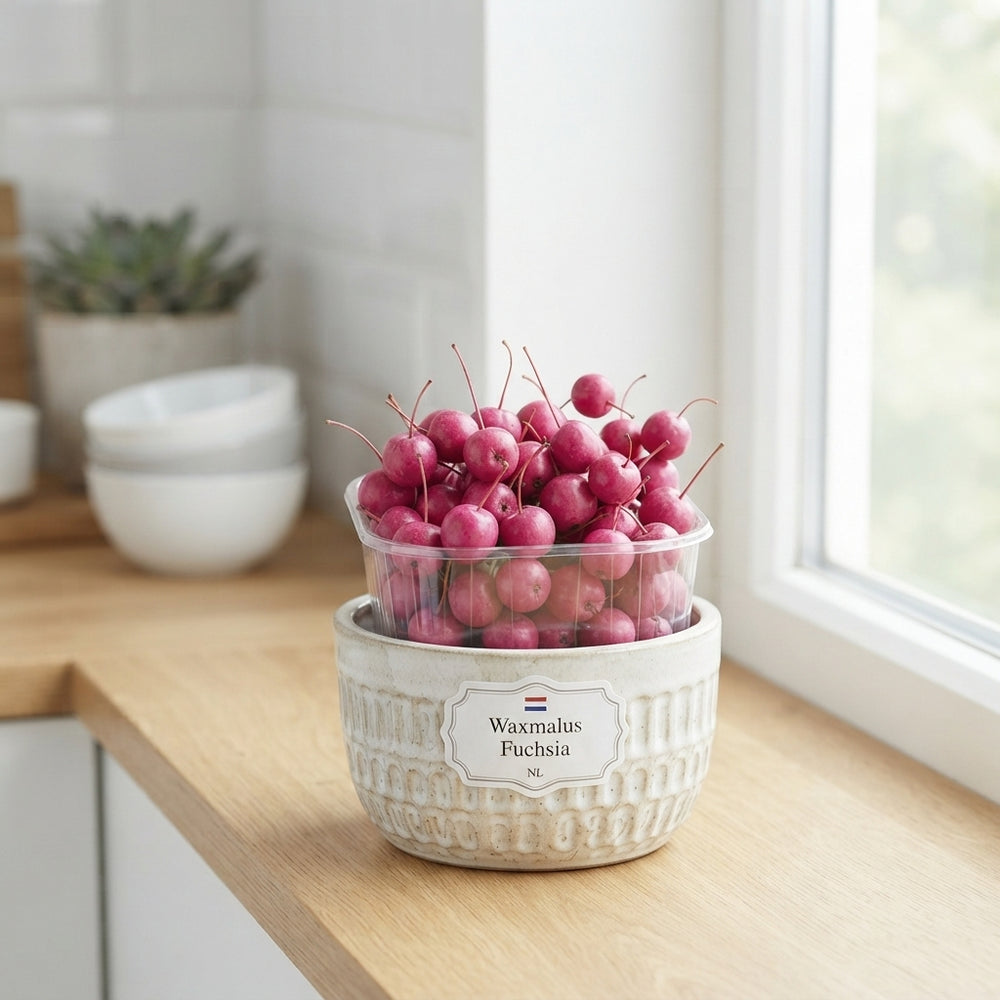 Fuchsia Wax Apple Plant