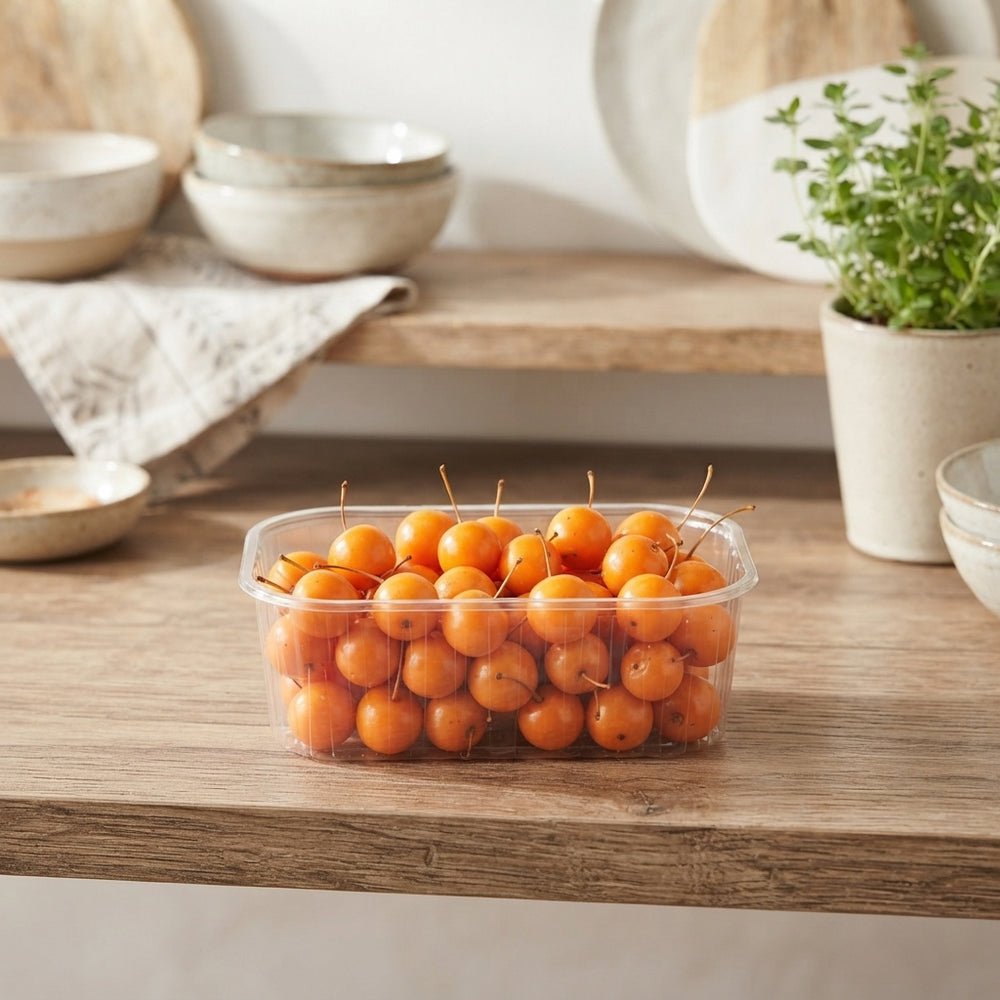 Orange Wax Flower Decorative Plant
