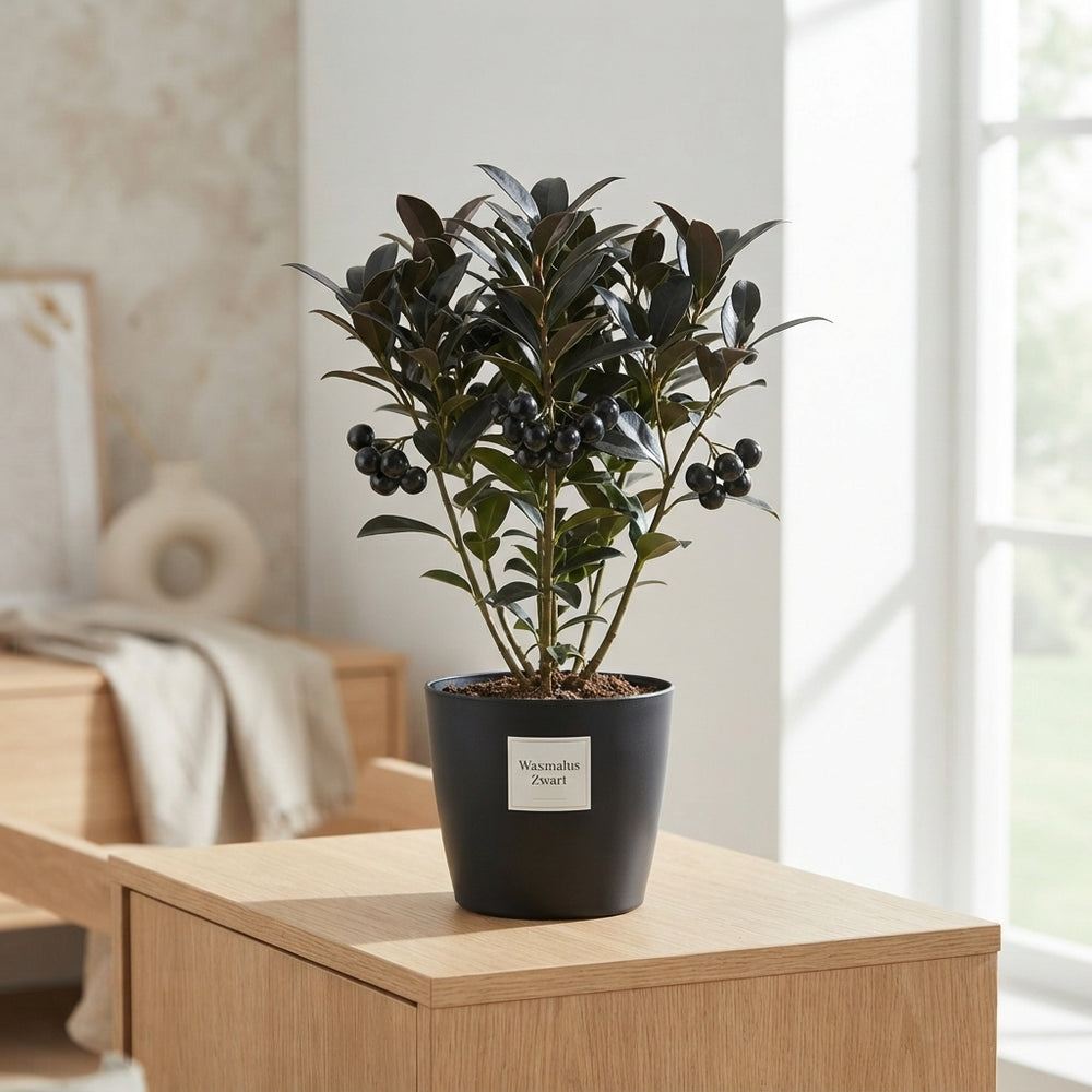 Black Wax Apple Branch Decoration – 8 Stems