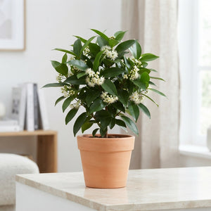 Red Wax Apple Decorative Plant