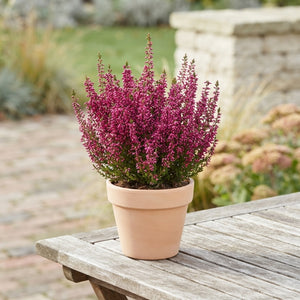 Summer Flowering Heather (Erica gracilis) – 12cm Pot