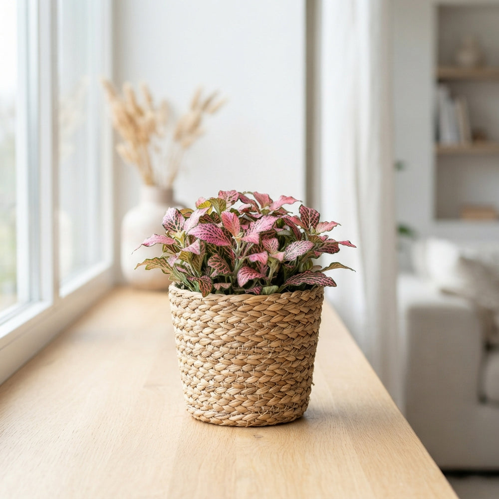 Pink and White Phalaenopsis Orchid Arrangement – 20cm Pot