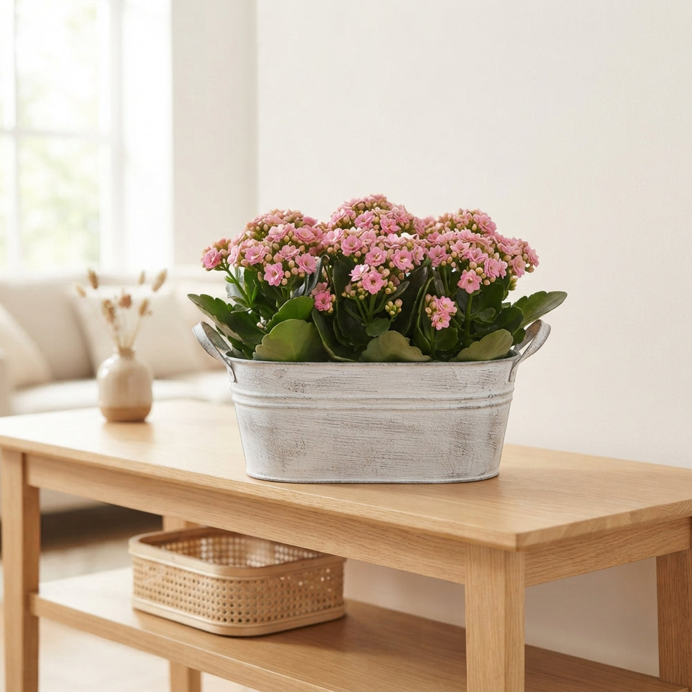 Mixed Plant Arrangement in Whitewashed Zinc Oval Planter – 20cm