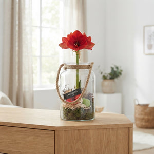 Amaryllis Arrangement in Glass Vase with Rope – 30cm