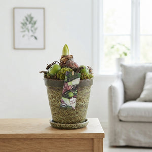 Amaryllis Arrangement in Ceramic Pot with Saucer – 15cm