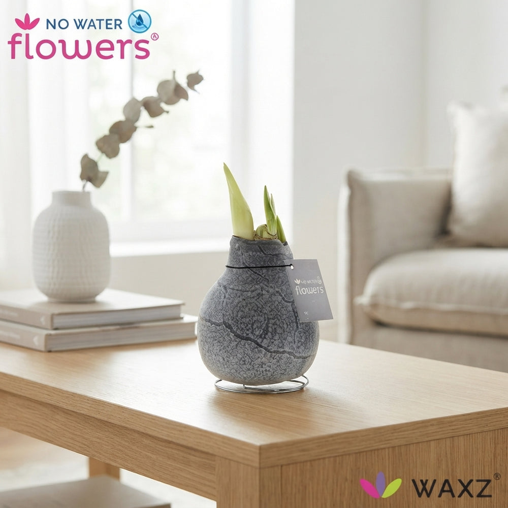 Marble Waxed Amaryllis (Hippeastrum) – 15cm+