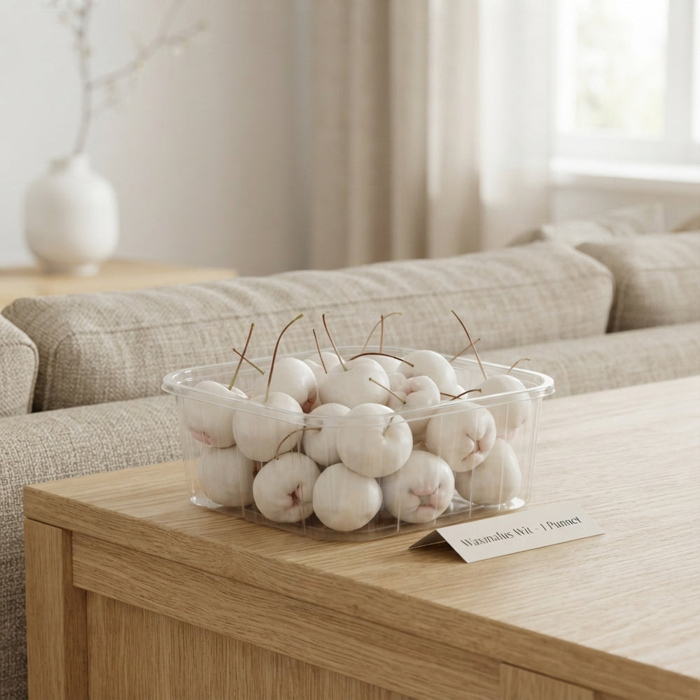 White Waxflower (Waxmalus) – Decorative Stems