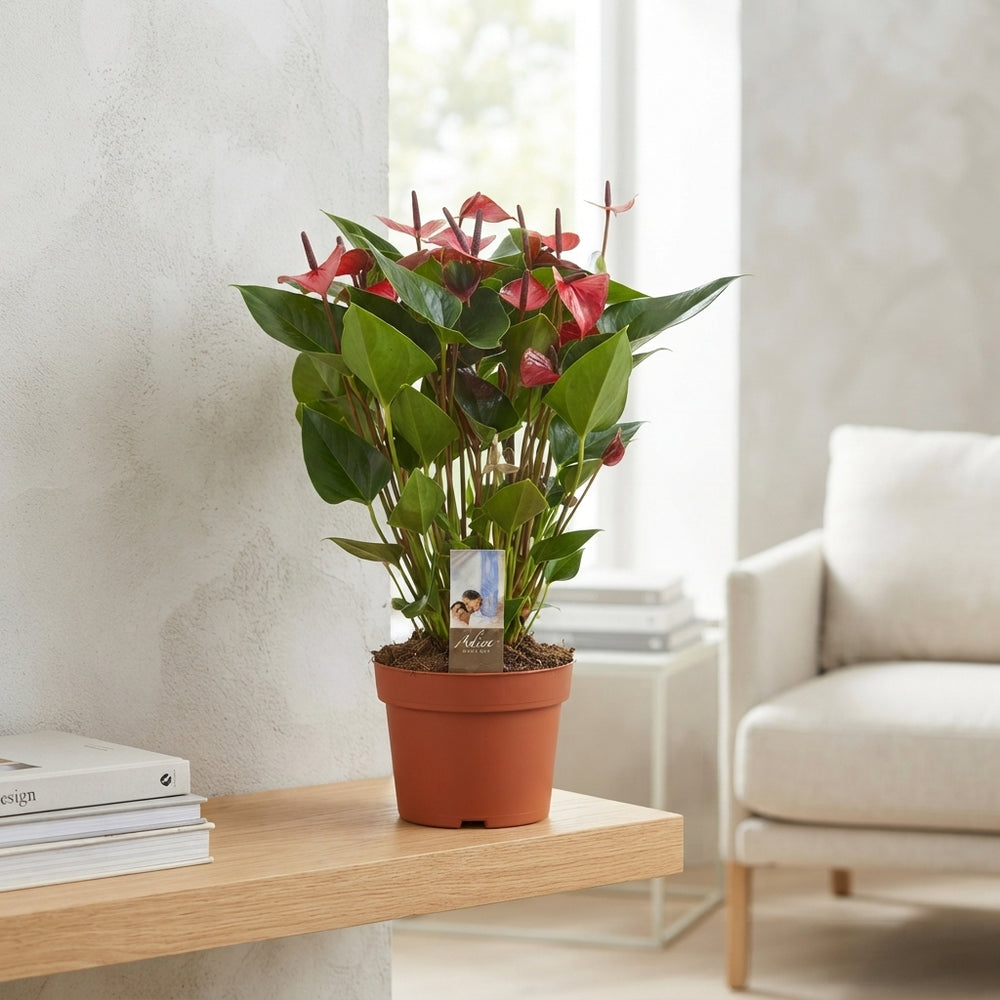 Red Anthurium ‘Adios’ – 17cm Pot