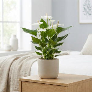 Red Anthurium ‘Adios’ – 17cm Pot