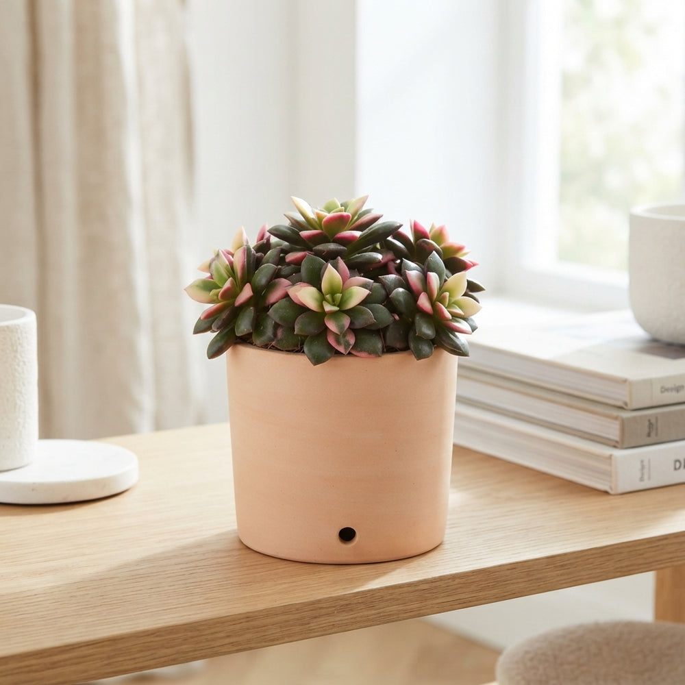 Tricolour Annecampseros Succulent – 5.5cm Pot