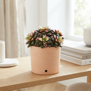 Tricolour Annecampseros Succulent – 5.5cm Pot