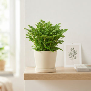 Selaginella apoda Green Houseplant – 10.5cm Pot