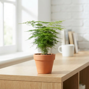 Asparagus Fern (Asparagus plumosus) – 6cm Pot
