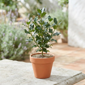 English Holly (Ilex aquifolium) – 6cm Pot