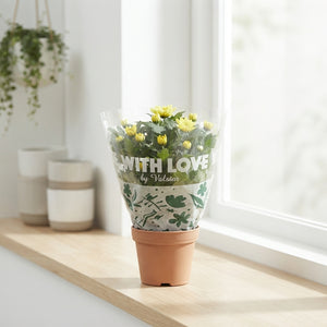 Mixed Chrysanthemum ‘Elixir’ – 12cm Pot