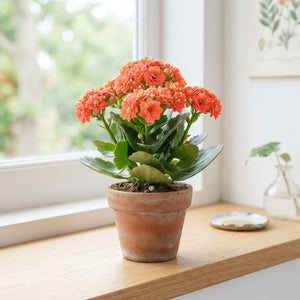 Mini Double Kalanchoe – 6cm Pot