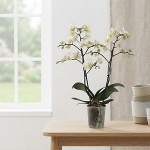Phalaenopsis Orchid ‘Busy Bee’ – 2 Stem, 12cm Pot