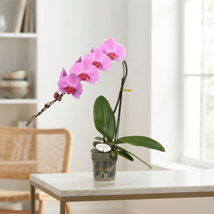 Pink Phalaenopsis Orchid 'Havasu Falls' – 12cm Pot