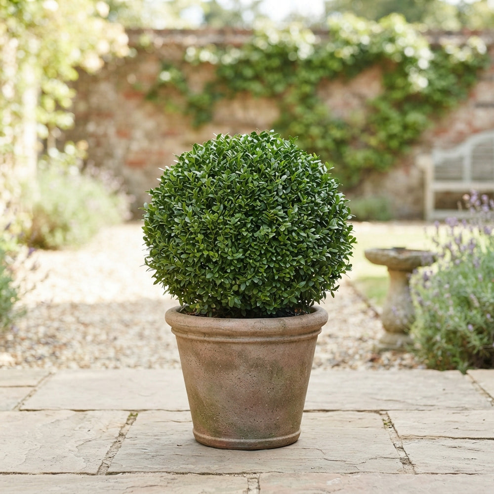 Spherical Boxwood (Buxus sempervirens) – 26cm Pot