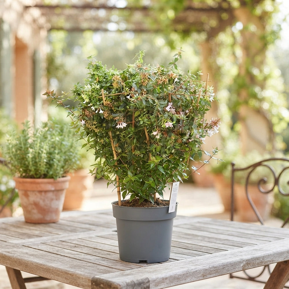 Abelia Grandiflora Flowering Garden Plant – 17cm Pot