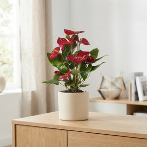 Mixed Anthurium Flowering Houseplant – 14cm Pot